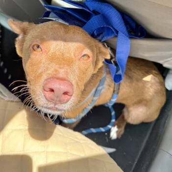 Rescue Cattle Dog and Mixed Breed Dogs for Adoption in Austin, Texas - Amber FS | PetCurious