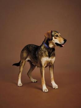 Shepherd and Hound Dogs Available for Adoption in VERNON ROCKVL, Connecticut - Solana | PetCurious