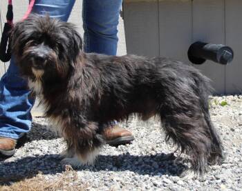 Tibetan Terrier and Mixed Breed Dogs Available for Adoption in Vacaville, California - Furby | PetCurious