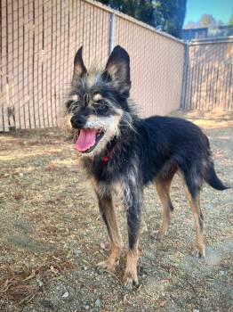 Romeo -  Yorkshire Terrier and Chihuahua Dog for Adoption in Los Angeles, California - Romeo | PetCurious