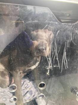 BRUNO -  Pit Bull Terrier and Labrador Retriever Dog for Adoption in Dallas, Texas - BRUNO | PetCurious