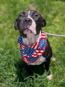 Dash -  Pit Bull Terrier Dog for Adoption in Gulfport, Mississippi - Dash | PetCurious