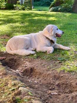 Willow - Local Foster Home -  Great Pyrenees Dog for Adoption in Princeton, Massachusetts - Willow - Local Foster Home | PetCurious