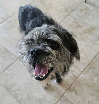 Rescue Brussels Griffon Dogs for Adoption in Marana, Arizona - Zeus | PetCurious