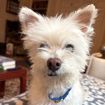 Terrier Dogs Available for Adoption - Polly | PetCurious