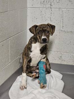 Pit Bull Terrier Dogs Available for Adoption in Charlotte, North Carolina - SANTOS | PetCurious
