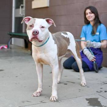 Mixed Breed Dogs Available for Adoption in Chamblee, Georgia - Bran | PetCurious