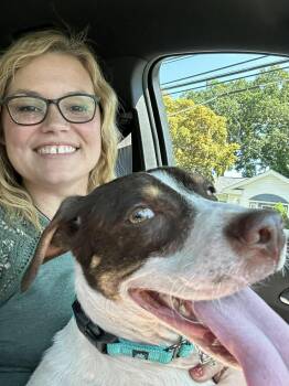 JAKE -  Pointer Dog for Adoption in Holbrook, New York - JAKE | PetCurious