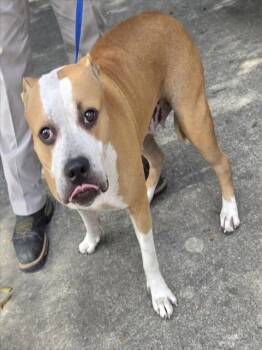 TIZZY -  Boxer and Mixed Breed Dog for Adoption in Conroe, Texas - TIZZY | PetCurious