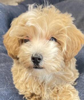 Kwik -  Maltese and Poodle Dog for Adoption in Columbus, Ohio - Kwik | PetCurious