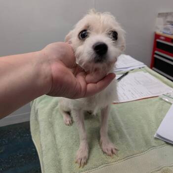 Lady Gaga -  Wirehaired Terrier Dog for Adoption in Chico, California - Lady Gaga | PetCurious
