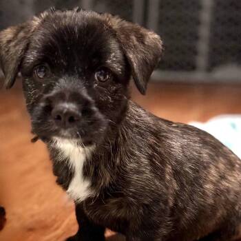 Mixed Breed Dogs Available for Adoption - Truffle Honey | PetCurious