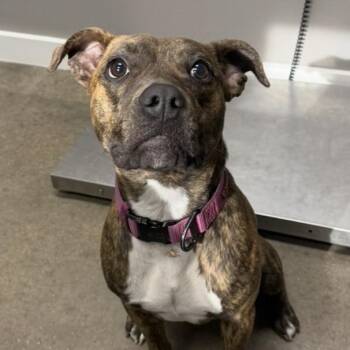 Boxer and Pit Bull Terrier Dogs Available for Adoption in Midland, Texas - Daisy | PetCurious