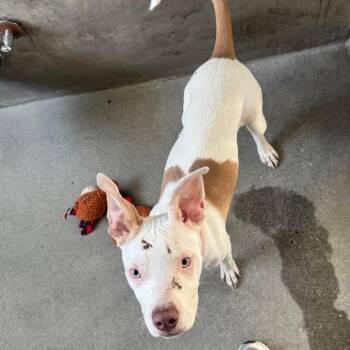 American Staffordshire Terrier Dogs Available for Adoption in Los Angeles, California - Bertha A2268807 | PetCurious