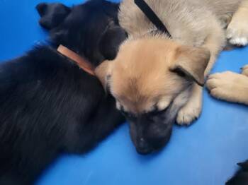 CASSIOPEIA -  Mixed Breed Dog for Adoption in Dallas, Texas - CASSIOPEIA | PetCurious