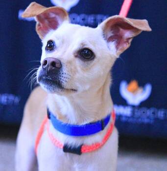 Blaze -  Chihuahua and Italian Greyhound Dog for Adoption - Blaze | PetCurious