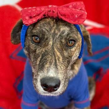 Rescue Hound and Labrador Retriever Dogs for Adoption in Brockport, New York - Salem | PetCurious