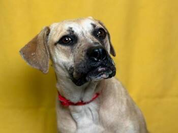 Zoey -  Catahoula Leopard Dog and Mixed Breed Dog for Adoption in Portland, Oregon - Zoey | PetCurious