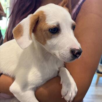 Terrier Dogs Available for Adoption - Soybean -City Of Industry Location*Avail 3/28* | PetCurious