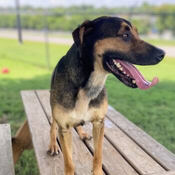 Roni -  Mixed Breed Dog for Adoption - Roni | PetCurious