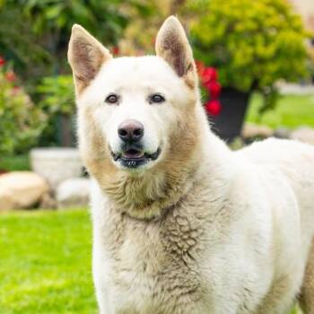 POLAR BEAR -  Alaskan Malamute and Mixed Breed Dog for Adoption in Camarillo, California - POLAR BEAR | PetCurious