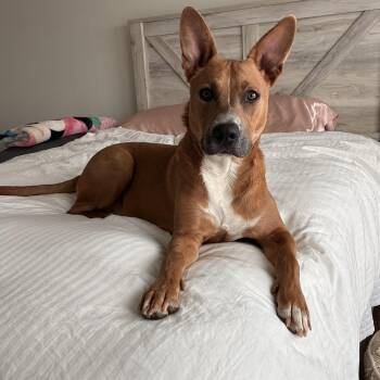 Black Mouth Cur Dogs Available for Adoption - Moose  | PetCurious