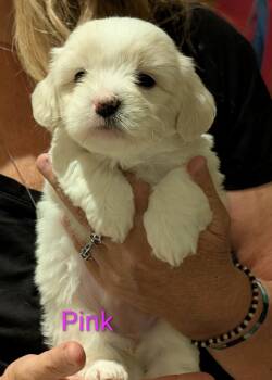 Chanel -  Coton De Tulear Dog for Sale in Big Rapids, Michigan - Chanel | PetCurious