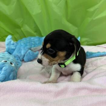 Lemon Lime -  Beagle and Mixed Breed Dog for Adoption in North Charleston, South Carolina - Lemon Lime | PetCurious