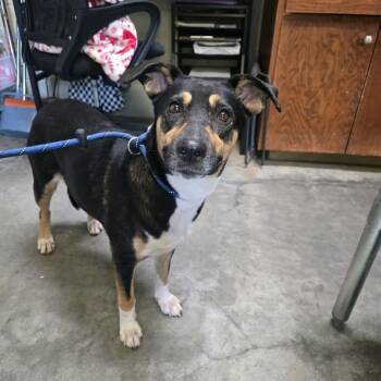 Tully -  Mixed Breed Dog for Adoption in Columbus, North Carolina - Tully | PetCurious