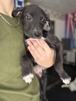 Parker -  Pit Bull Terrier Dog for Adoption in Felton, Pennsylvania - Parker | PetCurious
