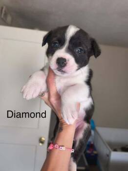 Diamond -  Pit Bull Terrier Dog for Adoption in Indianapolis, Indiana - Diamond | PetCurious