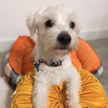 Zeke -  Maltese Dog for Adoption in Mansfield, Texas - Zeke | PetCurious