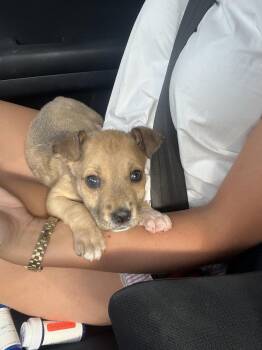 Aaliyah -  Pit Bull Terrier and Mixed Breed Dog for Adoption in Denver, Colorado - Aaliyah | PetCurious