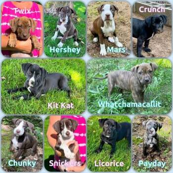 Candy Bar litter - puppies 5 male/5 female -  Pit Bull Terrier and Labrador Retriever Dog for Adoption in Traverse City, Michigan - Candy Bar Litter - Puppies 5 Male/5 Female | PetCurious