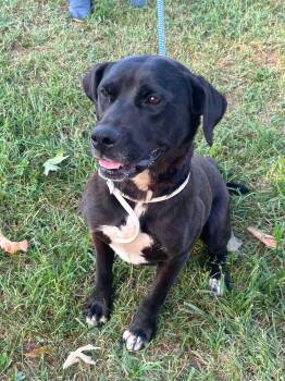 Claire - At shelter available 9/4 -  Labrador Retriever Dog for Adoption in Rustburg, Virginia - Claire - At Shelter Available 9/4 | PetCurious