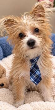 VICTOR -  Maltese and Chihuahua Dog for Adoption in Margate, Florida - VICTOR | PetCurious