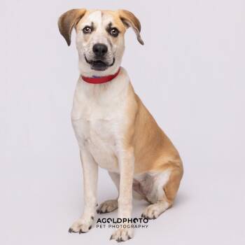 Hound and Mixed Breed Dogs Available for Adoption in Tampa, Florida - Elisa | PetCurious