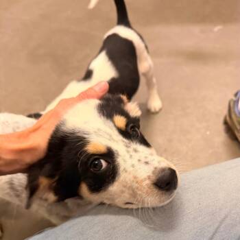 Australian Cattle Dog Blue Heeler and Border Collie Dogs Available for Adoption in Park Falls, Wisconsin - Scout | PetCurious