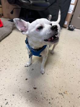 Quincy -  Jack Russell Terrier and Chihuahua Dog for Adoption in Blountville, Tennessee - Quincy | PetCurious