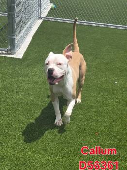Callum -  American Staffordshire Terrier Dog for Adoption in Clarksville, Tennessee - Callum | PetCurious