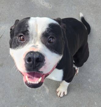 American Bulldog Dogs Available for Adoption - Dozer | PetCurious