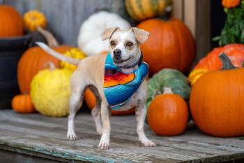 Rescue Chihuahua Dogs for Adoption in Santa Rosa, California - Alana | PetCurious