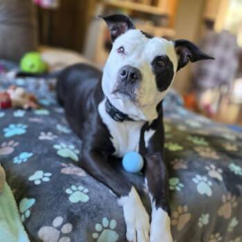 Indy -  Pit Bull Terrier and Mixed Breed Dog for Adoption in Alma, Wisconsin - Indy | PetCurious