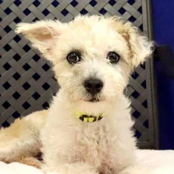 Tommy -  Poodle Dog for Adoption in Fort Davis, Texas - Tommy | PetCurious