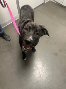 Bella -  Dutch Shepherd and Labrador Retriever Dog for Adoption in Fresno, California - Bella | PetCurious