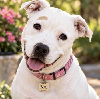 Boo -  Pit Bull Terrier Dog for Adoption in Cumming, Georgia - Boo | PetCurious