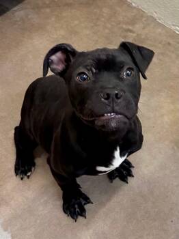 Pit Bull Terrier and Boxer Dogs Available for Adoption in Minneapolis, Minnesota - Webber | PetCurious