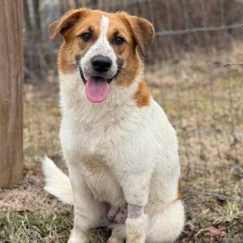 Mixed Breed Dogs Available for Adoption - Betsy | PetCurious