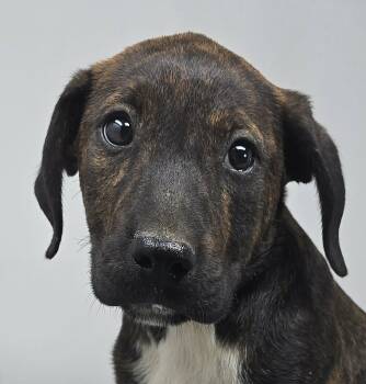 Plott Hound and Labrador Retriever Dogs Available for Adoption in Newport, Tennessee - Just A Game | PetCurious