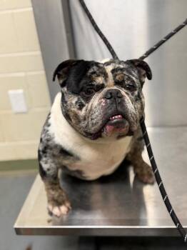 English Bulldog Dogs Available for Adoption in Winder, Georgia - 2026-04-121*Clyde* | PetCurious